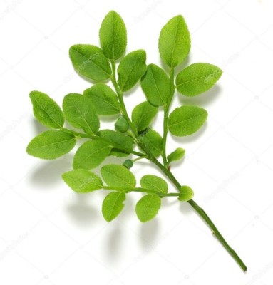 Extract din frunze de afin (Vaccinium myrtillus)