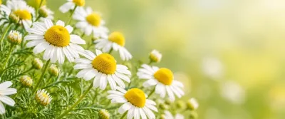 Flori de mușețel (Matricaria chamomilla), plantă medicinală utilizată intern și extern în fitoterapie