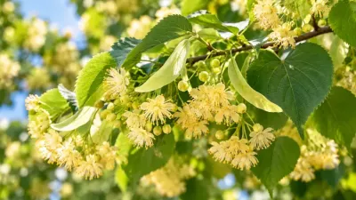 Flori de tei (Tilia cordata), inflorescențe galben-crem și frunze verzi în habitat natural