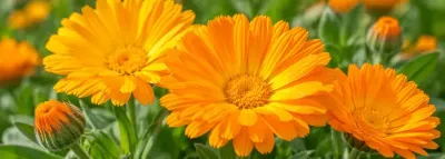 Flori galbene și portocalii de gălbenele (Calendula officinalis), plantă medicinală utilizată în fitoterapie și îngrijirea pielii