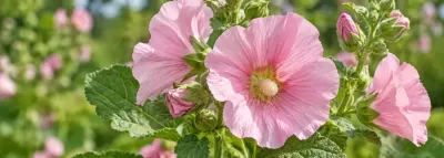 Flori roz-pal și frunze catifelate de nalbă-mare (Althaea officinalis), plantă medicinală bogată în mucilagiiFlori roz-pal și frunze catifelate de nalbă-mare (Althaea officinalis), plantă medicinală bogată în mucilagii