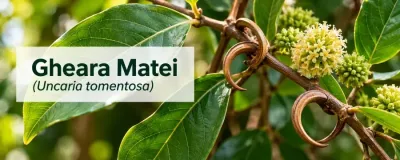 Gheara Matei (Uncaria tomentosa), liană amazoniană cu frunze verzi, spini curbați și inflorescențe globuloase
