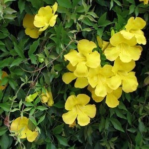 Gheara Matei