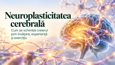 Neuroplasticitatea cerebrală – adaptarea conexiunilor neuronale prin învățare și experiență
