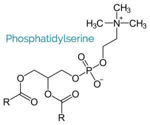 Phosphatidyl Serina