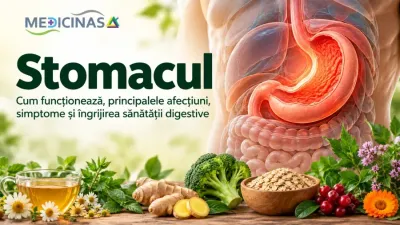 Stomacul uman, mucoasa gastrică și principalele afecțiuni ale stomacului
