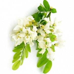 Salcâm japonez - extract din flori uscate (Sophora japonica)