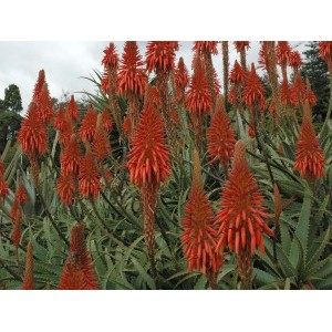 Aloe Arborescens