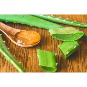 Aloe vera, aliatul de nădejde al diabeticilor. De ce ar trebui să-l consume frecvent