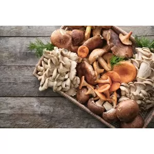 Beneficiile neștiute ale ciupercilor