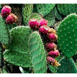 Cactus - Opuntia Dillenii Haw