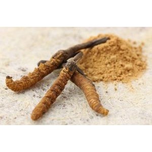 Cordyceps pulbere