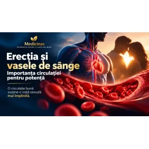 Erecția și vasele de sânge – importanța circulației pentru potență