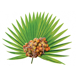 Extract din fructe de palmier pitic