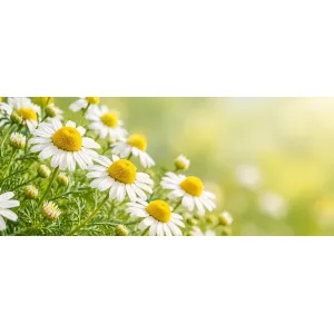 Flori de mușețel (Matricaria chamomilla), plantă medicinală utilizată intern și extern în fitoterapie