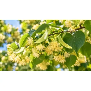 Flori de tei (Tilia cordata), inflorescențe galben-crem și frunze verzi în habitat natural
