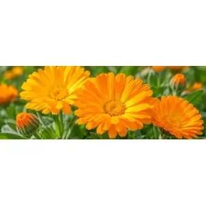 Flori galbene și portocalii de gălbenele (Calendula officinalis), plantă medicinală utilizată în fitoterapie și îngrijirea pielii