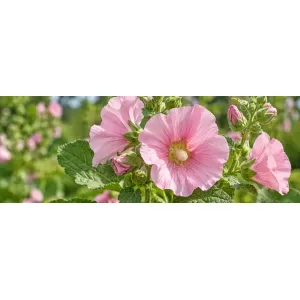 Flori roz-pal și frunze catifelate de nalbă-mare (Althaea officinalis), plantă medicinală bogată în mucilagiiFlori roz-pal și frunze catifelate de nalbă-mare (Althaea officinalis), plantă medicinală bogată în mucilagii