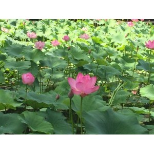 Frunze de Nelumbo nucifera