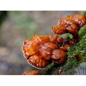Ganoderma lucidum