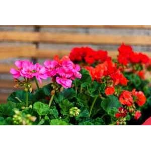 Geranium