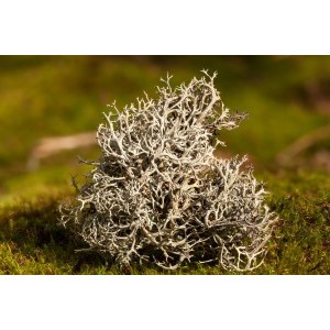 Lichen islandic