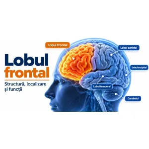 Lobul frontal al creierului – localizare, cortex prefrontal și funcții