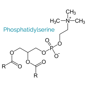 Phosphatidyl Serina