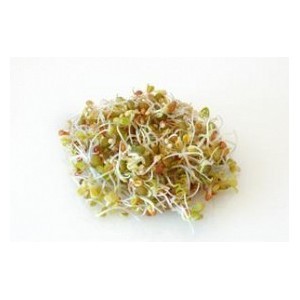 Quinoa Germinata