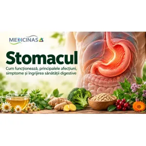 Stomacul uman, mucoasa gastrică și principalele afecțiuni ale stomacului